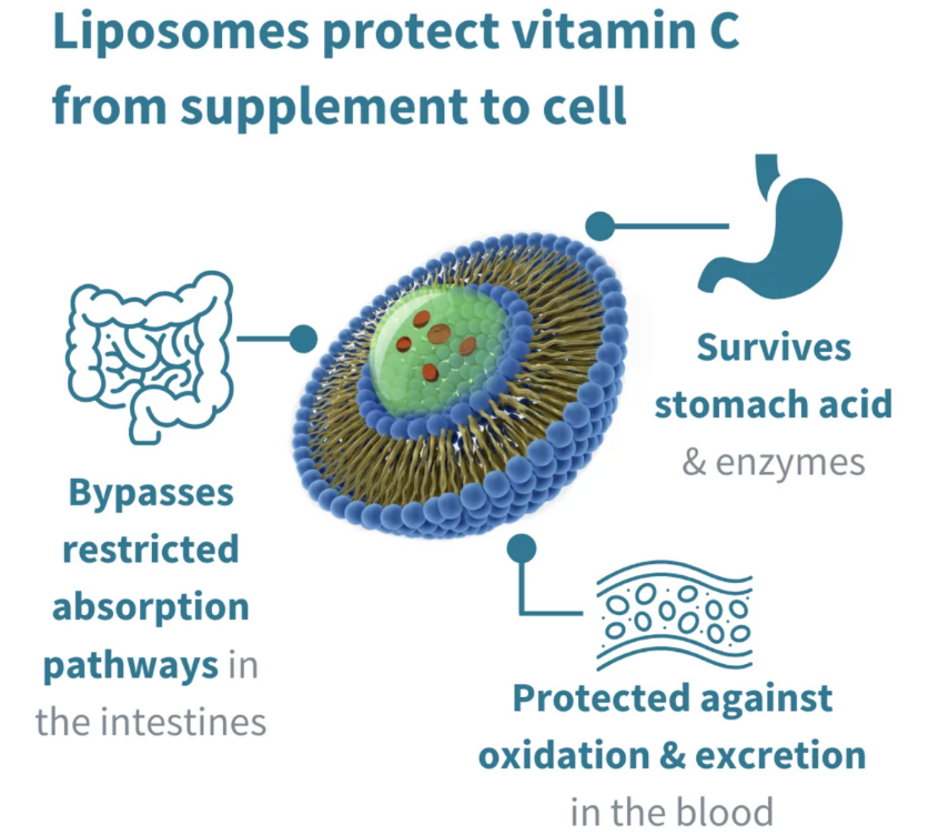 Lipo C (Liposomal Vitamin C) 30s | Neogenesis Health