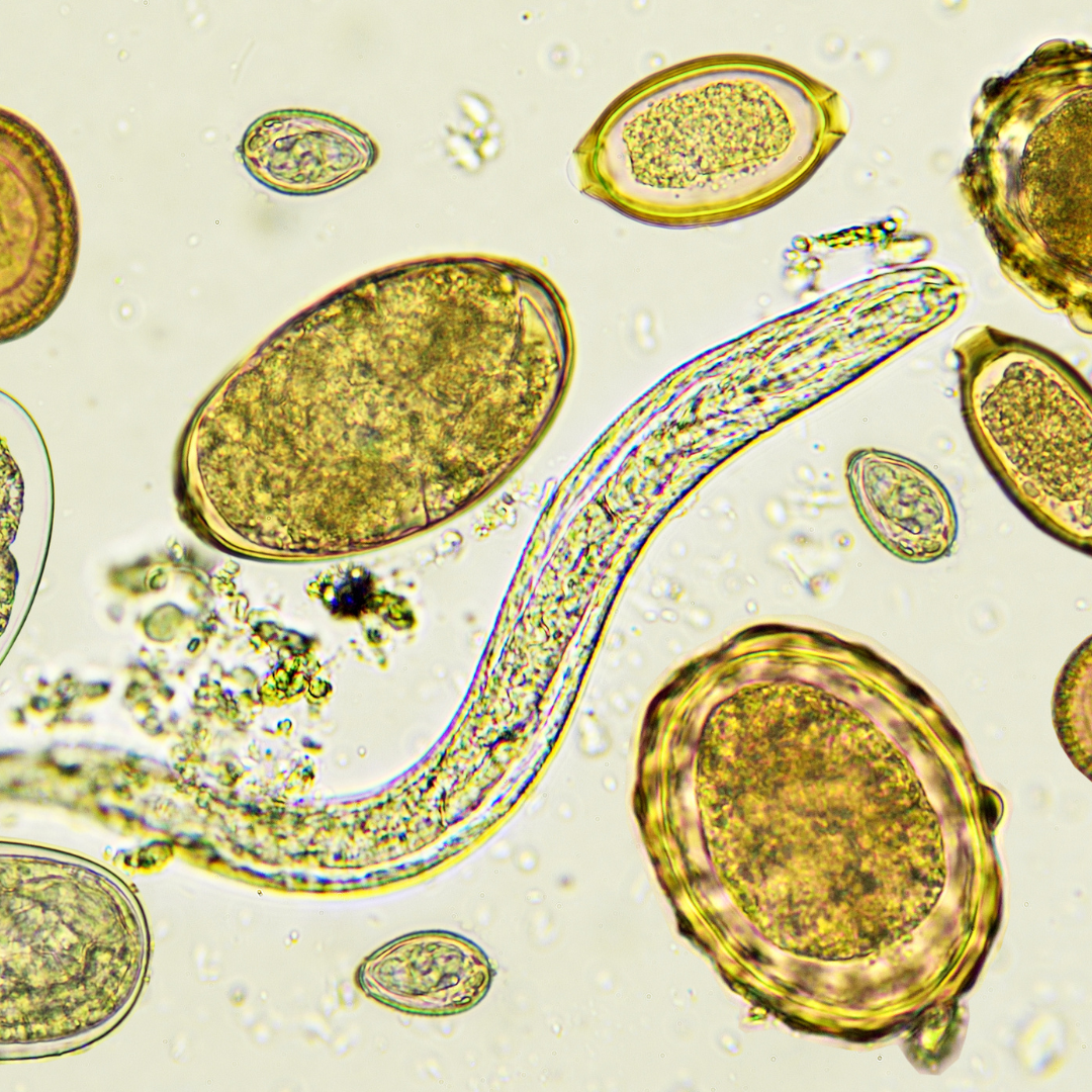 Detox, Anti-Parasitic, Anti-Microbial, Anti-Oxidant