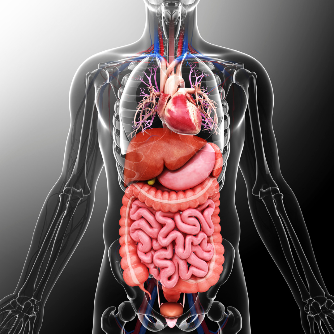 Organ Health