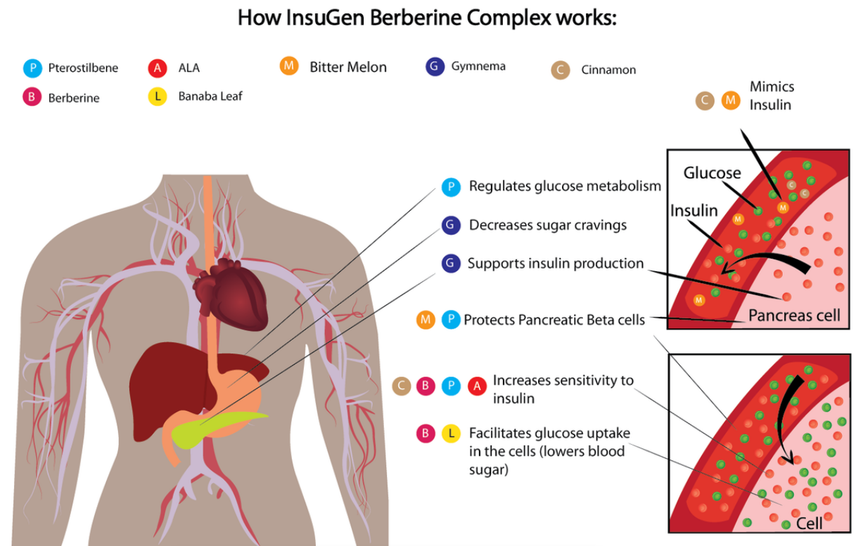 INSUGEN | 600mg Berberine + 200mg Gymnema, Pterostilbene, Banaba Leaf 60s | Neogenesis Health