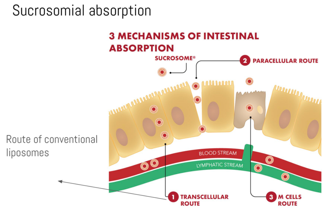 OptiSorb Zinc Patented Sucrosomial Zinc+Copper+Selenium Gut-Friendly 60s | Neogenesis Health