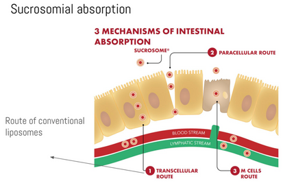 OptiSorb Zinc Patented Sucrosomial Zinc+Copper+Selenium Gut-Friendly 60s | Neogenesis Health